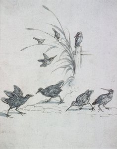 Martim-pescadores, Maçarico-real e outros pássaros, século XVII (desenho) de Francis Barlow